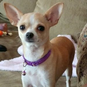 Meet your Posher, Lidia